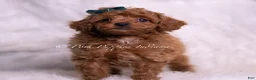 Toy Poodle dogs for sale: Macaron - Ad 3