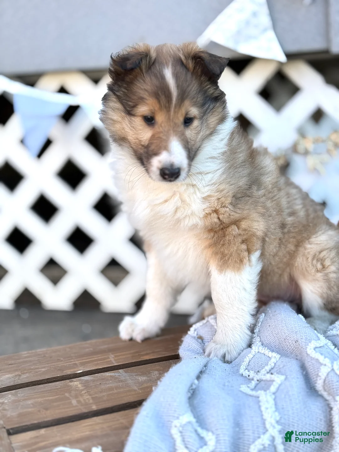 Collie dogs for sale: Rosie - Ad 1