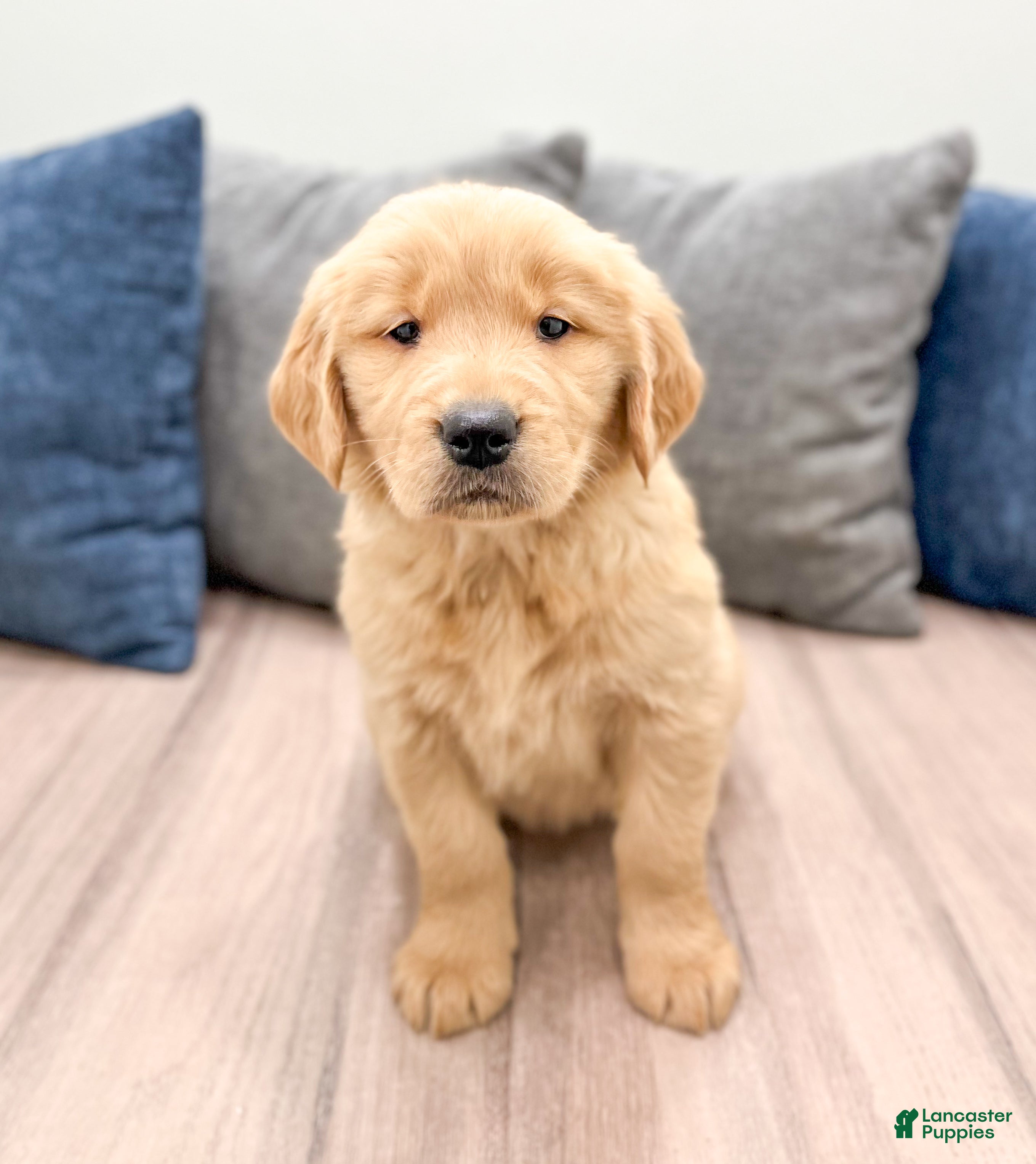 Golden Retriever dogs Honey - Ad 37