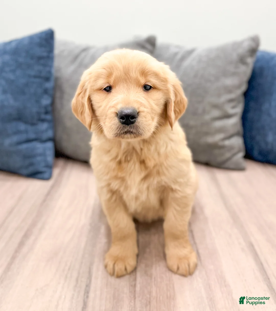 Golden Retriever dogs for sale: Honey - Ad 1