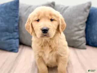 Golden Retriever dogs Honey - Ad 37