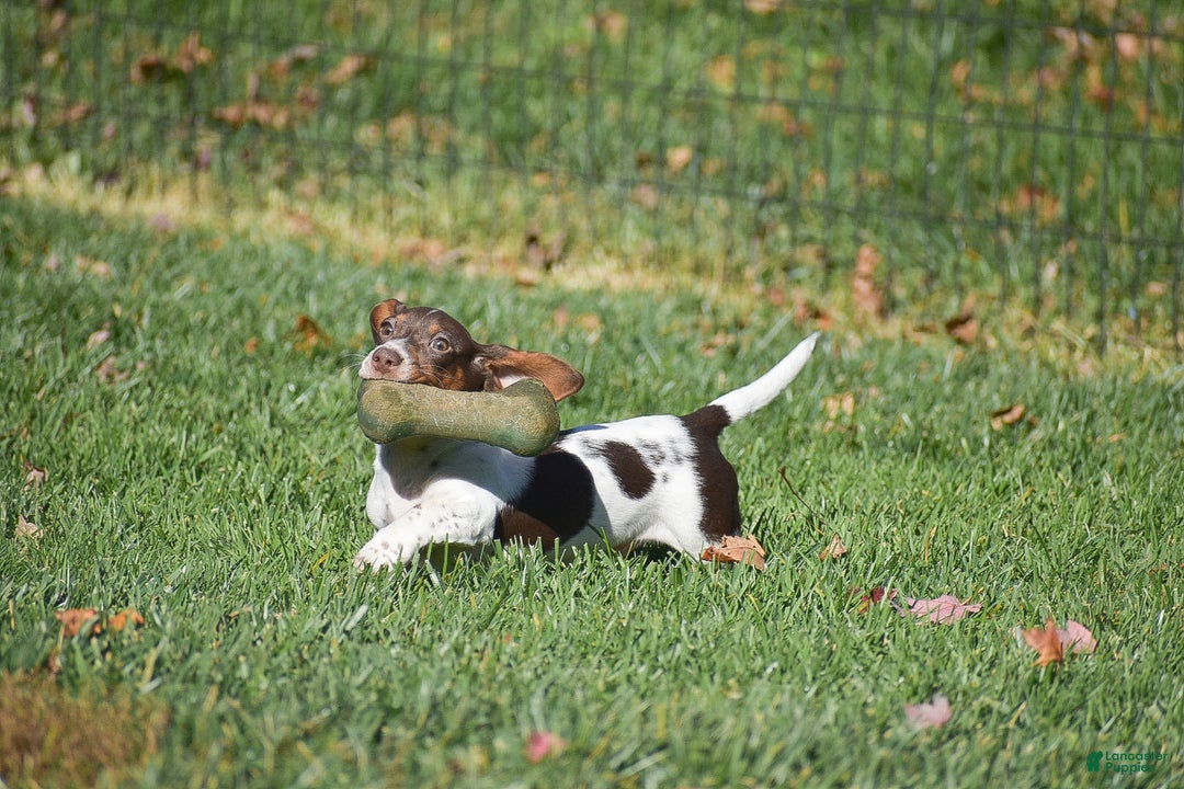 Dachshund dogs for sale: Bandit - Ad 2