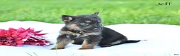 German Shepherd dogs for sale: Jeff - Ad 3