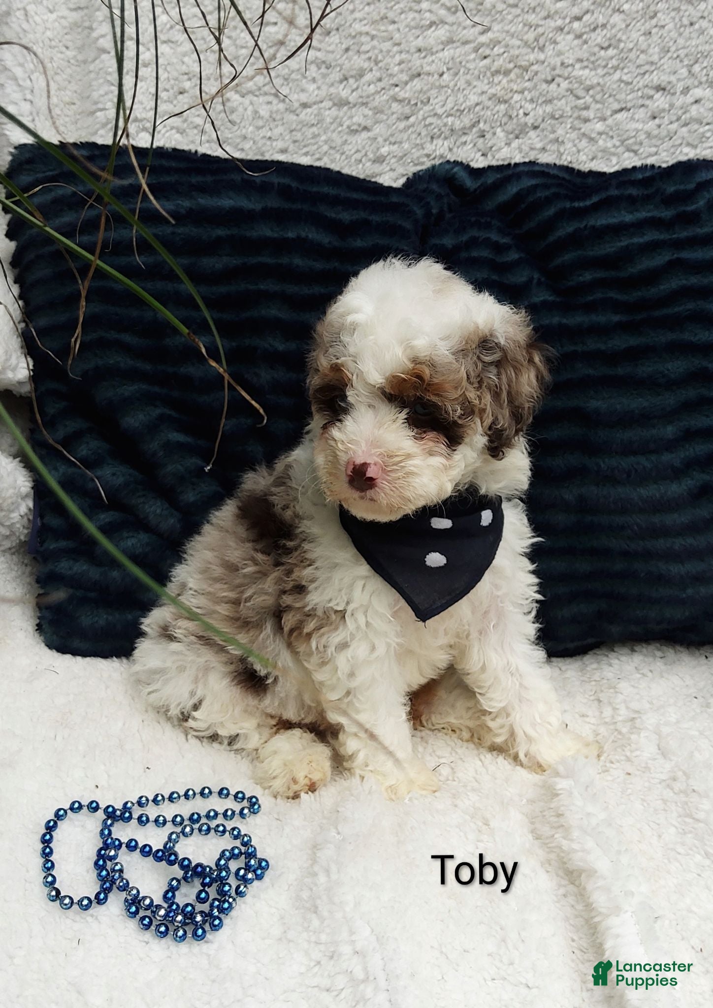 Mini Bernedoodle dogs for sale: Mini Bernedoodle 2 - Ad 1