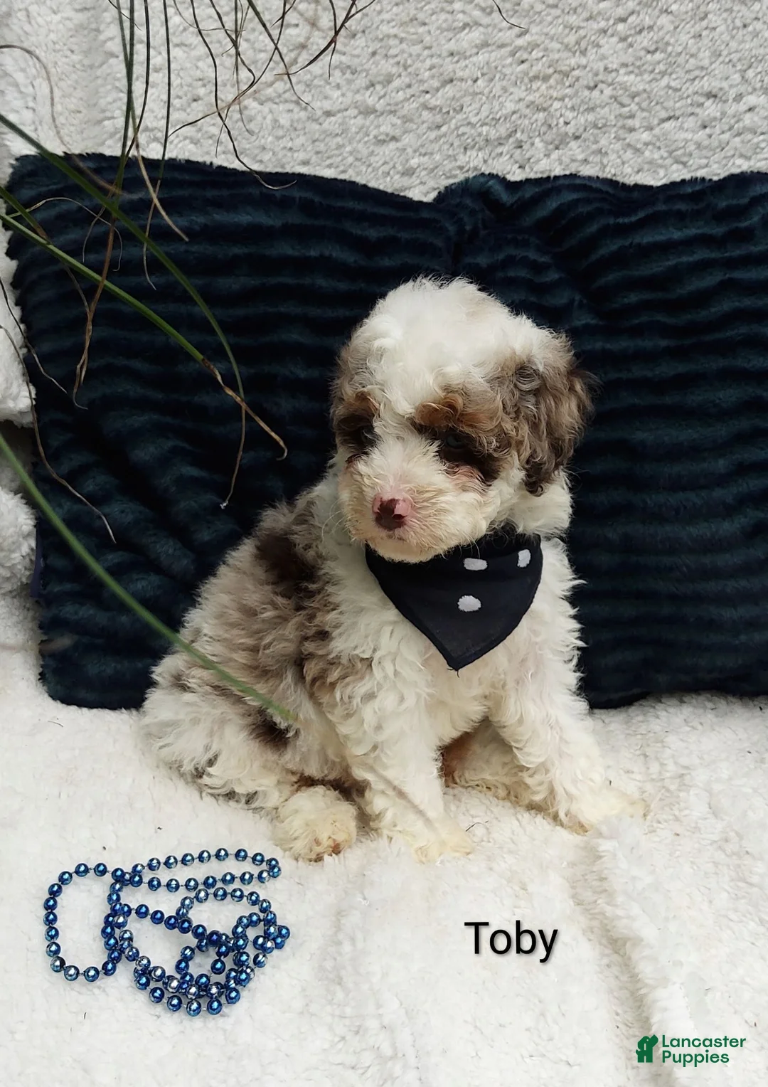 Mini Bernedoodle dogs for sale: Mini Bernedoodle 2 - Ad 1