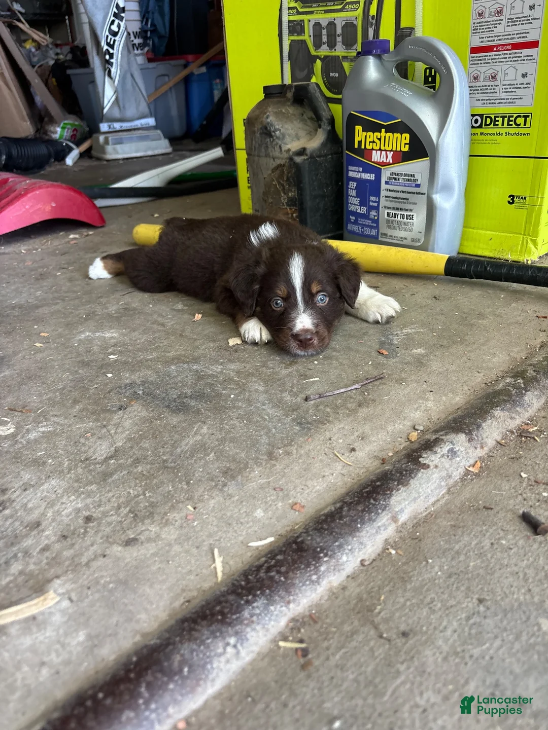 Australian Shepherd dogs for sale: Australian Shepherd 4 - Ad 2