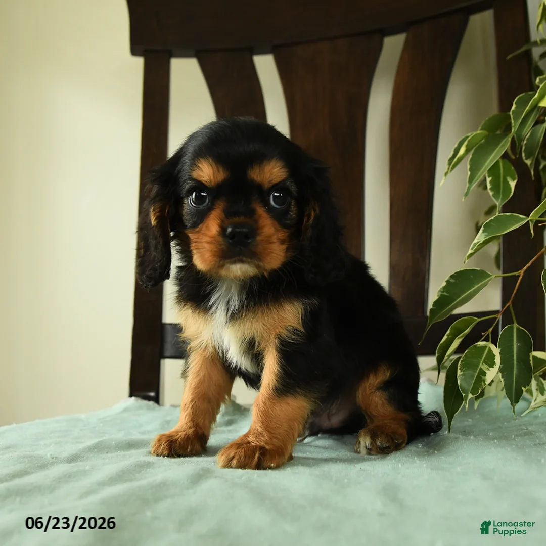 Cavalier King Charles Spaniel dogs for sale: Jasper - Ad 1