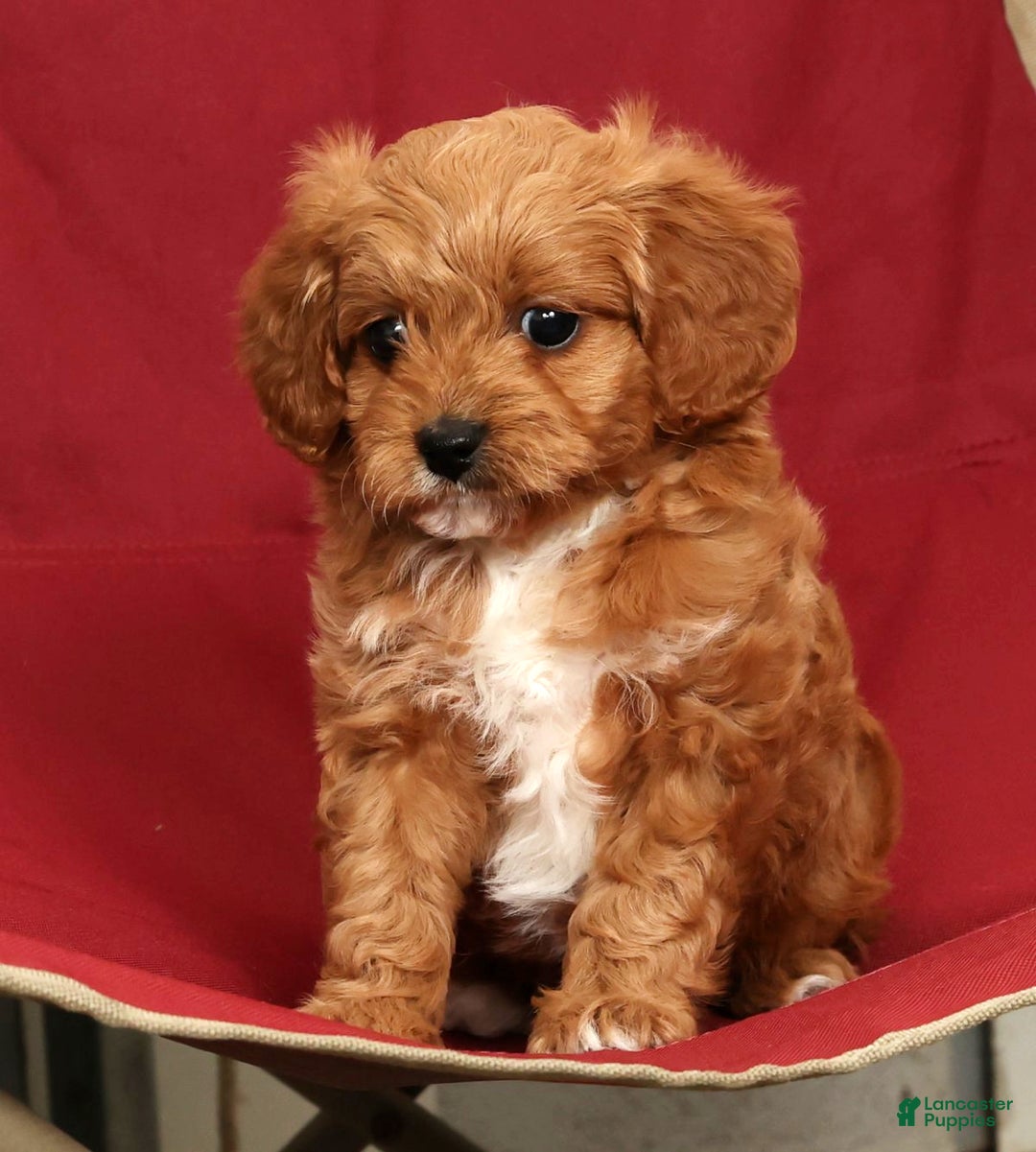 Cavapoo dogs for sale: Johnny - Ad 6