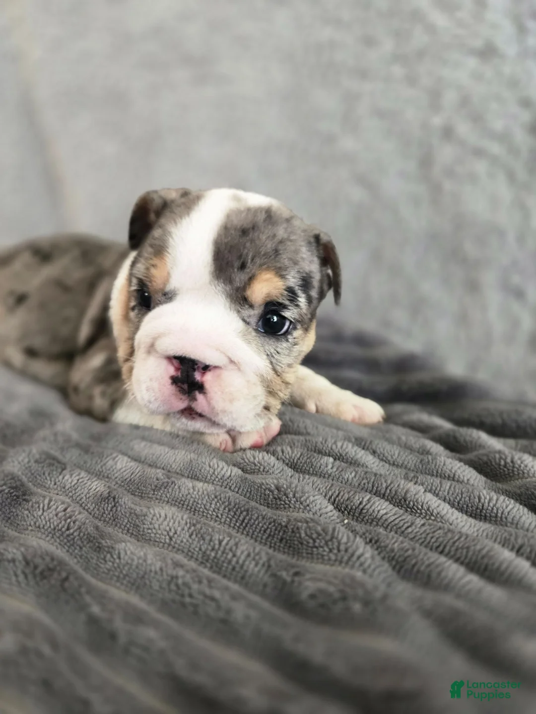 English Bulldog dogs for sale: Rosie - Ad 2