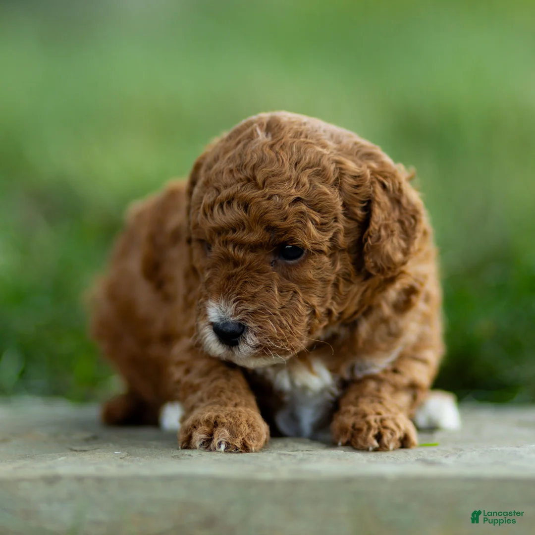 Labradoodle dogs for sale: Bean Labradoodle  - Ad 5