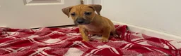 American Pit Bull Terrier dogs for sale: American Pit Bull Terrier 2 - Ad 2