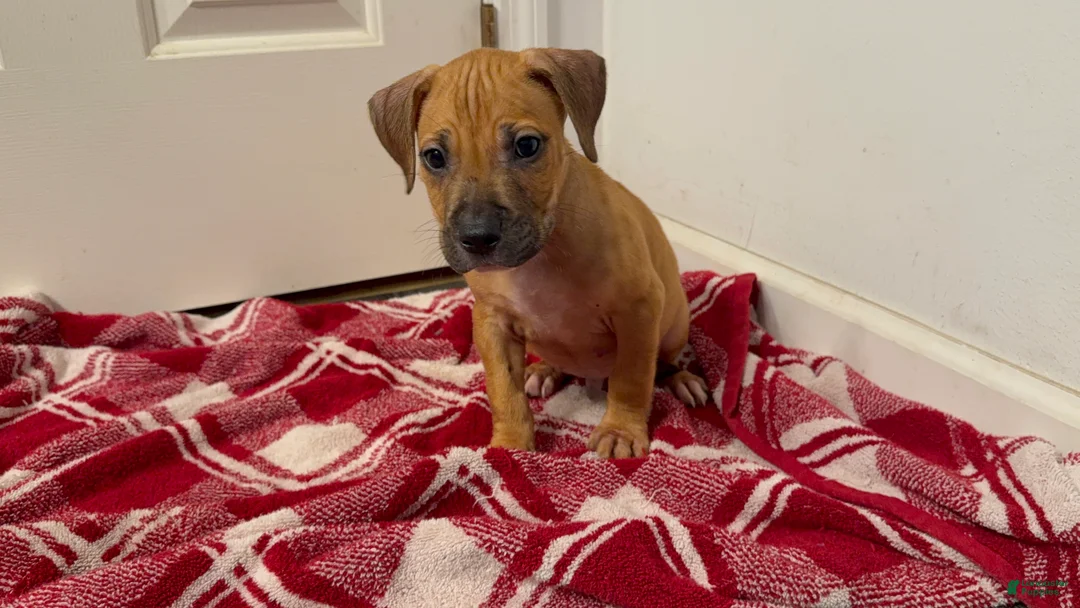 American Pit Bull Terrier dogs for sale: American Pit Bull Terrier 2 - Ad 2