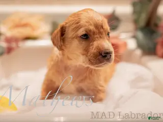 Labrador Retriever dogs Mathews - Ad 2