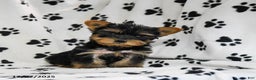 Yorkshire Terrier dogs for sale: Quinn - Ad 4
