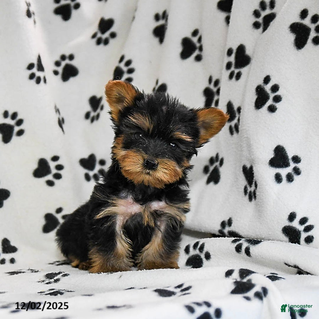 Yorkshire Terrier dogs for sale: Quinn - Ad 4