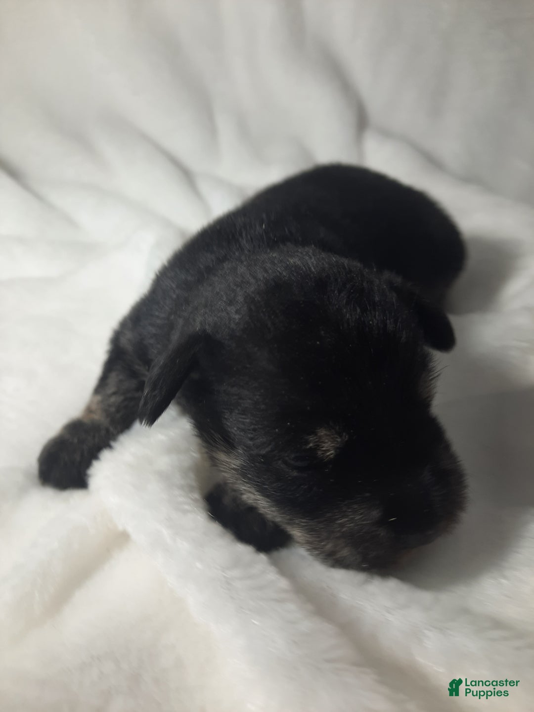 Miniature Schnauzer dogs for sale: AKC Oreo - Ad 4