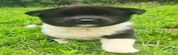 Akita dogs for sale: Nova  - Ad 1