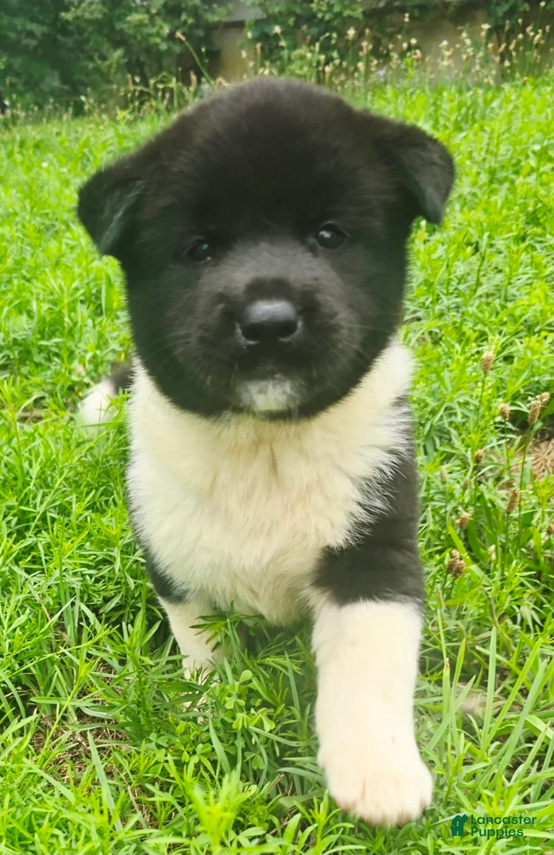 Akita dogs for sale: Nova  - Ad 1