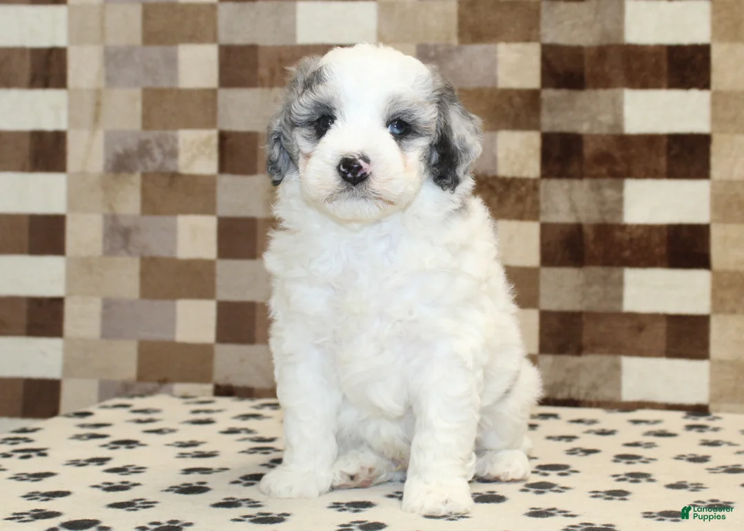 Mini Bernedoodle dogs for sale: Donny - Ad 3