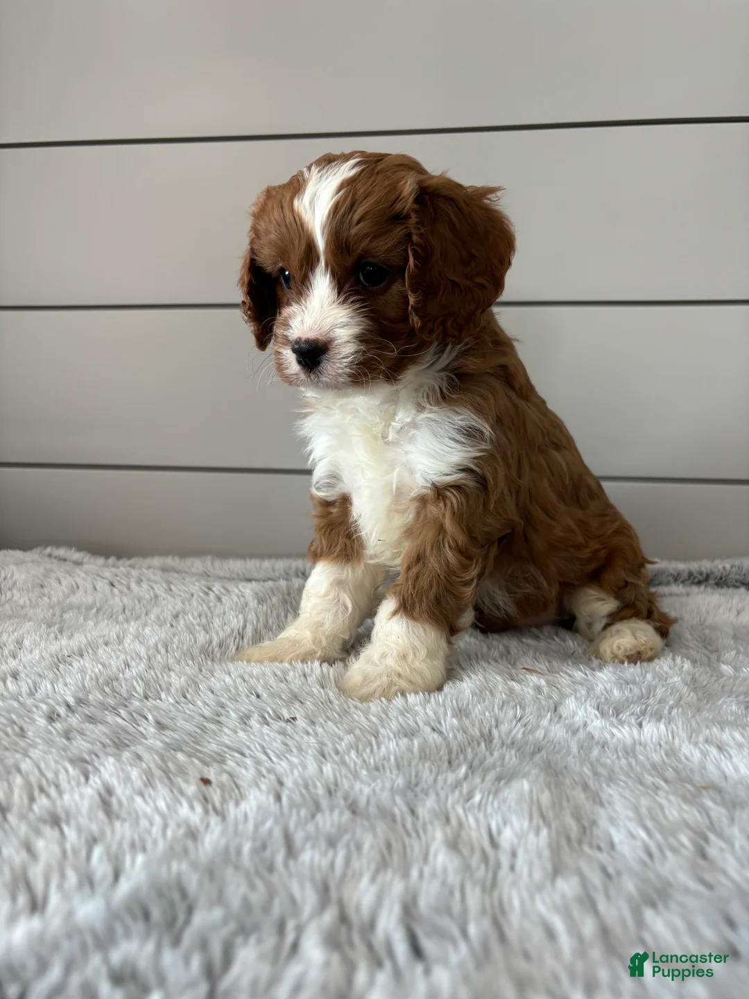 Cavapoo dogs for sale: Teddy - Ad 4