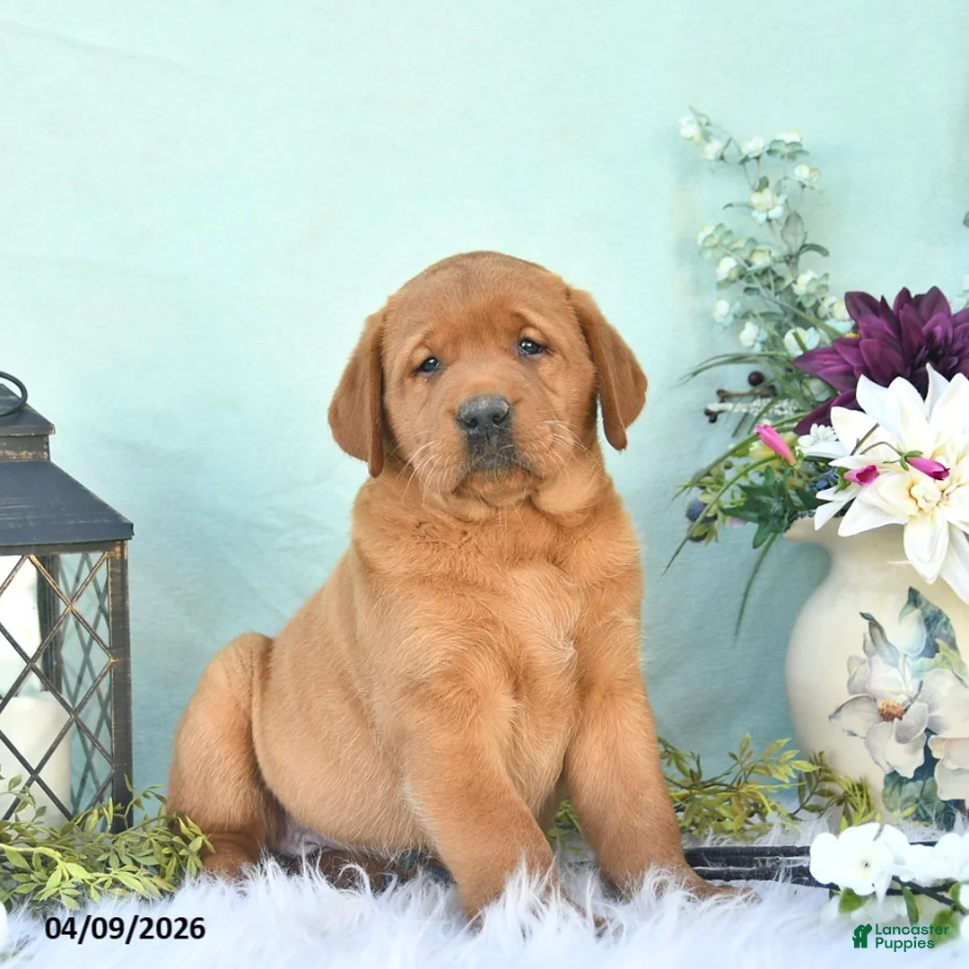 Labrador Retriever dogs for sale: Dixie  - Ad 1