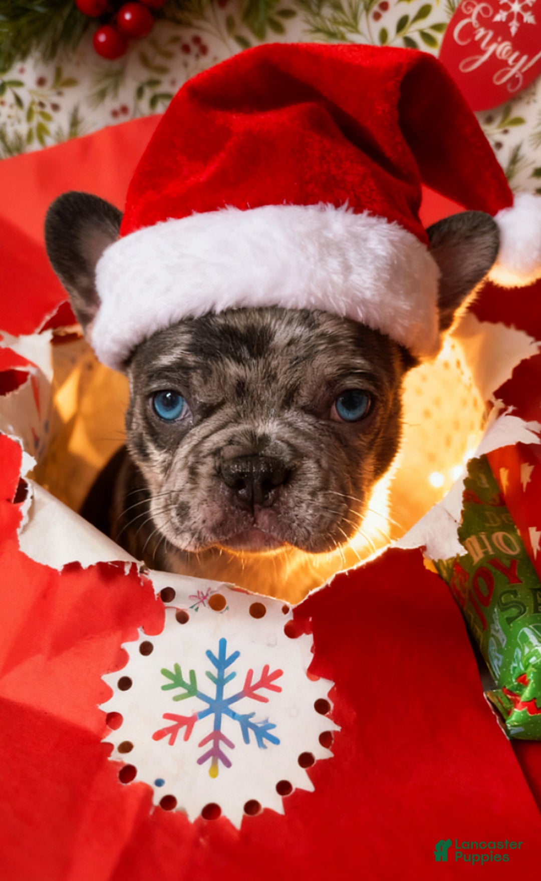 French Bulldog dogs for sale: MILO - Ad 1