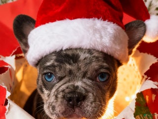 French Bulldog dogs MILO - Ad 18