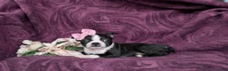 Boston Terrier dogs for sale: Eliza - Ad 4