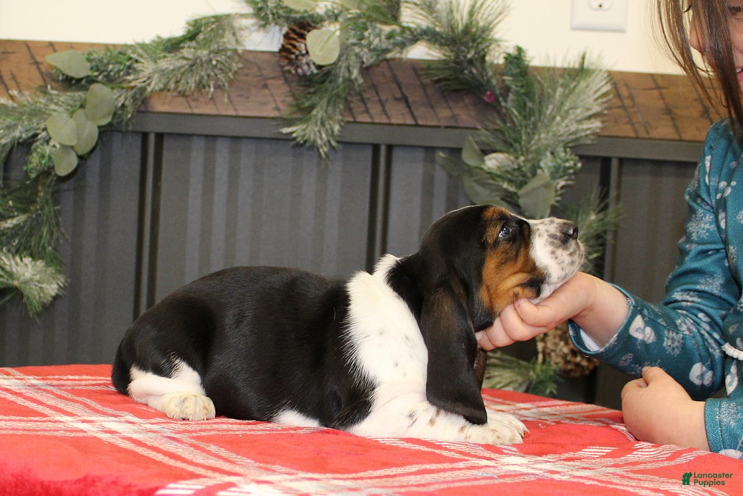 Basset Hound dogs for sale: Chloe - Ad 3