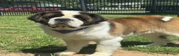 Saint Bernard dogs for sale: Timmy (red) - Ad 5