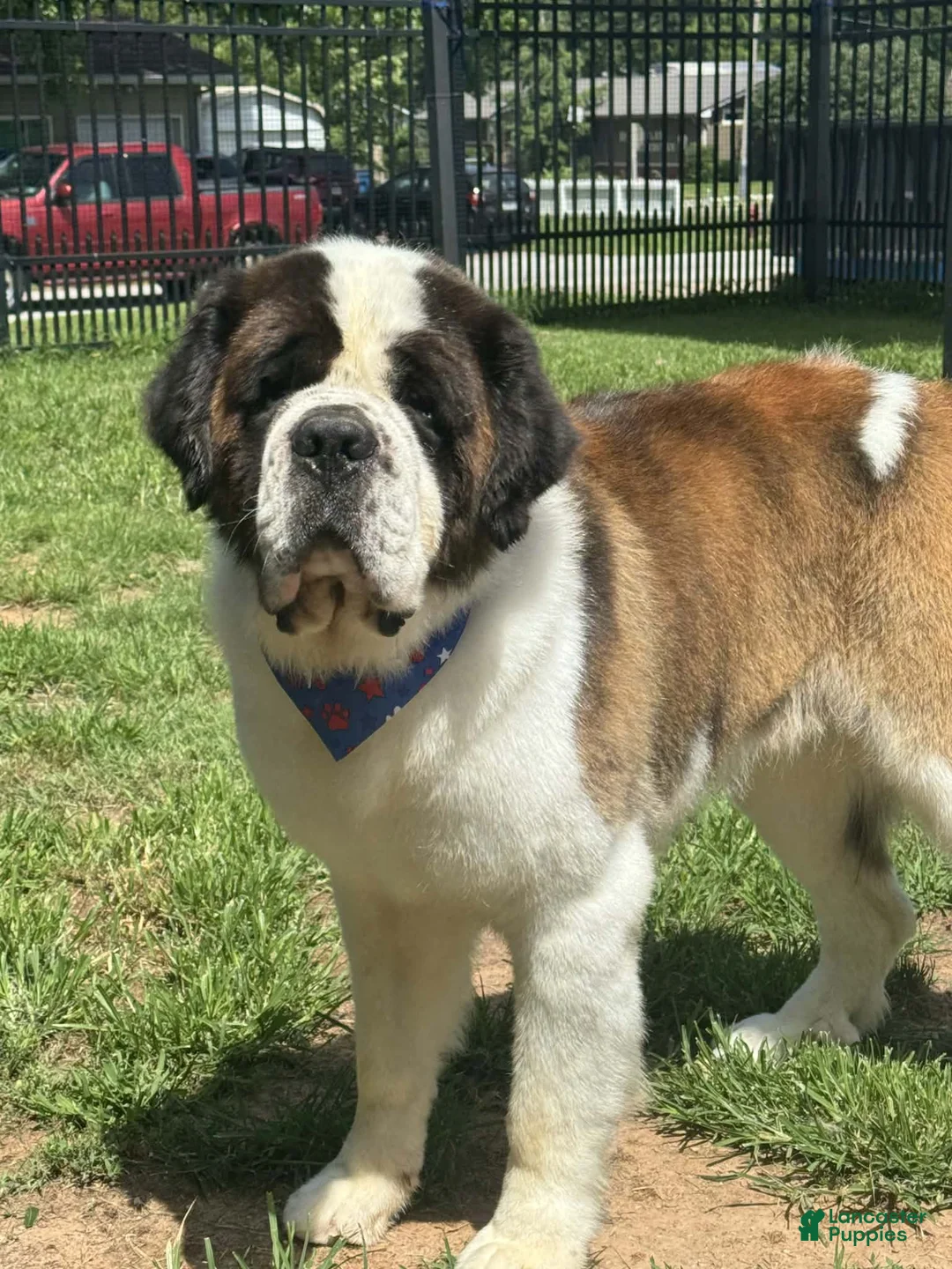 Saint Bernard dogs for sale: Timmy (red) - Ad 5