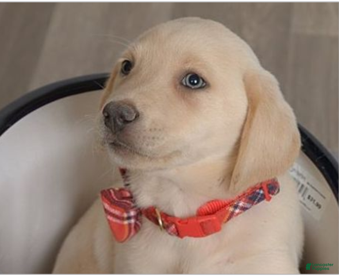 Labrador Retriever dogs for sale: Labrador Retriever Puppy 3 Lil Angel - Ad 1