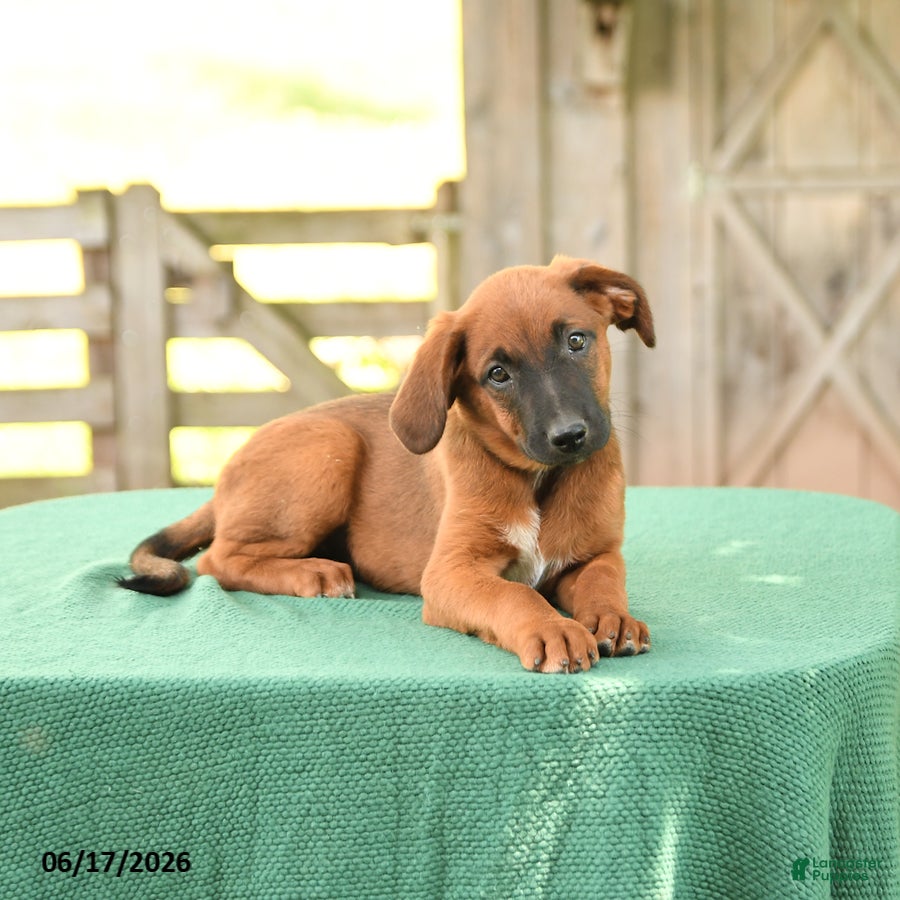 Mixed Breed dogs Stella - Ad 2