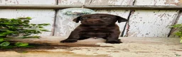 Labrador Retriever dogs for sale: Farah  - Ad 8