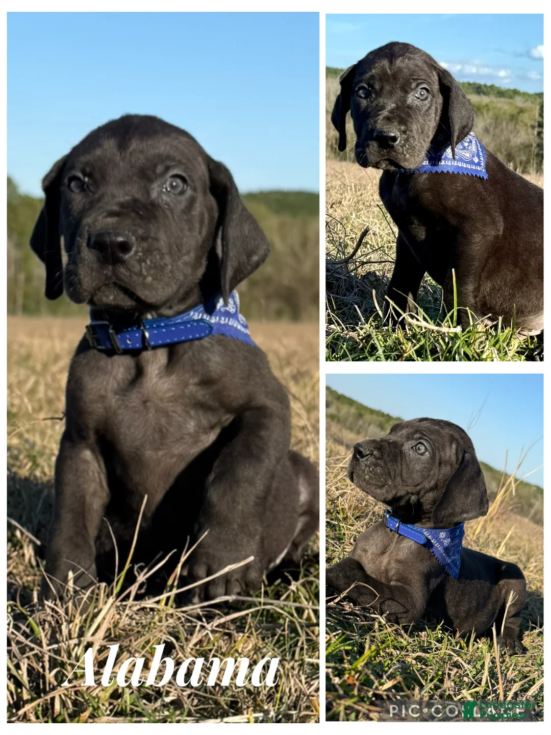 Great Dane dogs for sale: Solid Black Alabama - Big Al.  - Ad 1