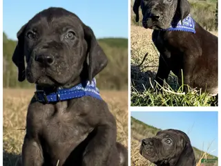 Great Dane dogs Solid Black Alabama - Big Al. - Ad 4