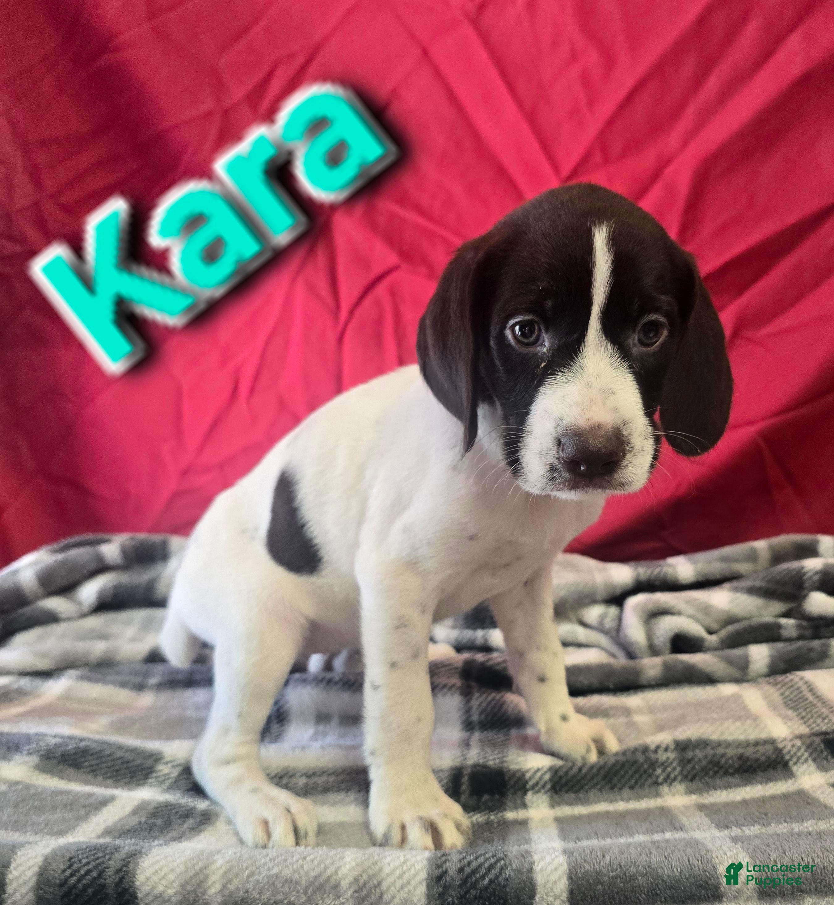 German Wirehaired Pointer dogs KARA - Ad 4