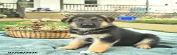 German Shepherd dogs for sale: Iris  - Ad 3