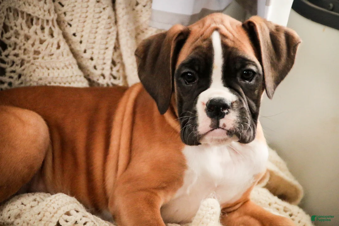 Boxer dogs for sale: Harper - Ad 3