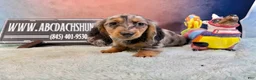 Miniature Dachshund dogs for sale: AKC Show Dapple- Russian - Ad 9