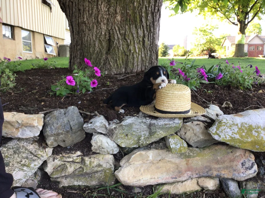 Gallery Image {{count}}