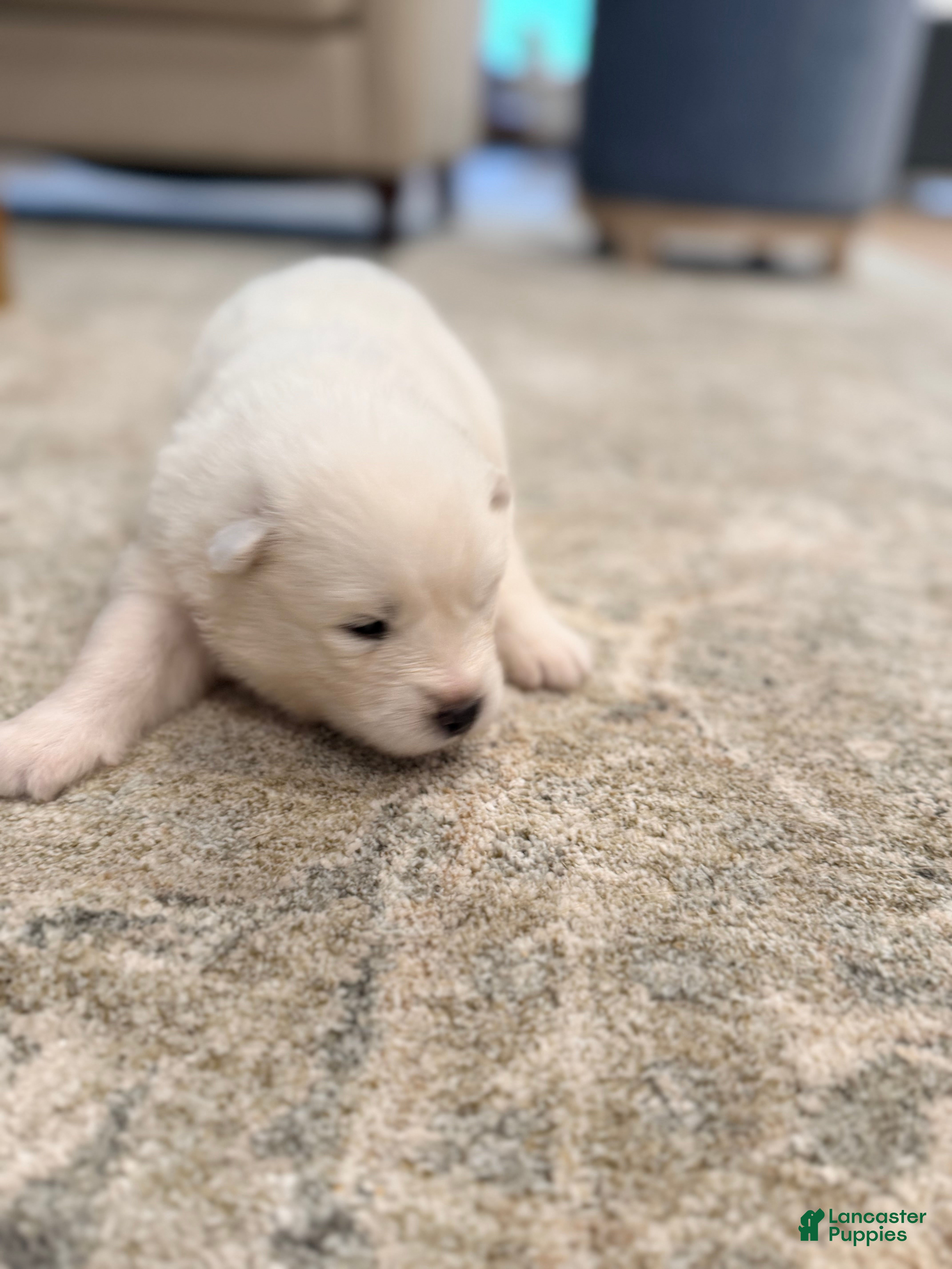 Samoyed dogs Darcy - Ad 2