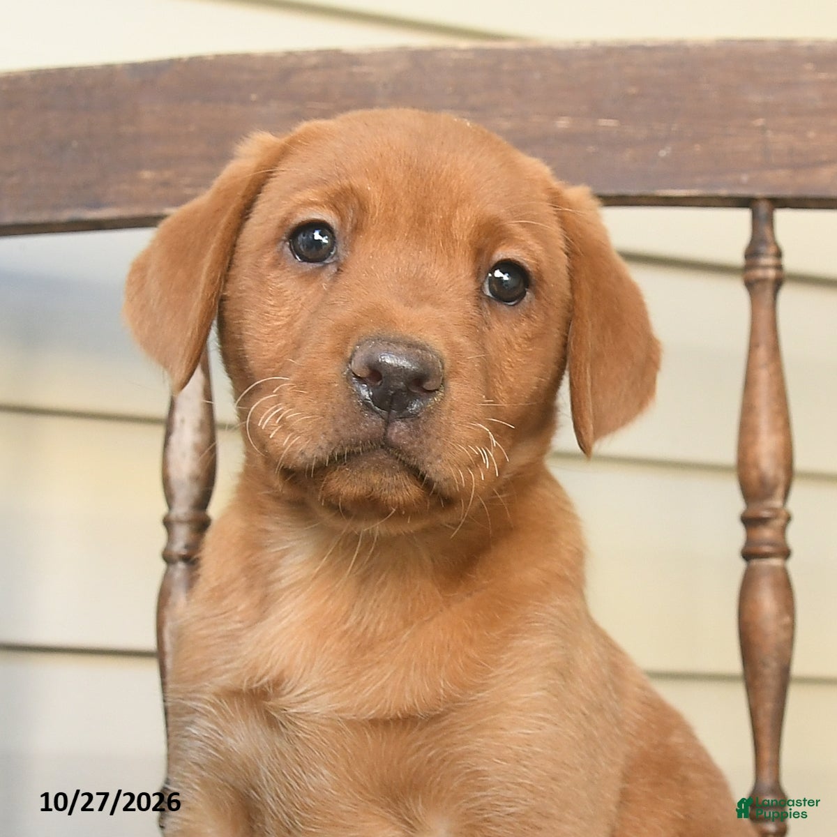 Labrador Retriever dogs for sale: Nutmeg  - Ad 2