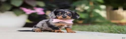 Miniature Dachshund dogs for sale: Cora - Ad 4