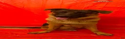 German Shepherd dogs for sale: Gray collar (male) - Ad 4