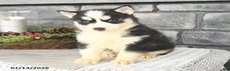 Siberian Husky dogs for sale: Lulu - Ad 4