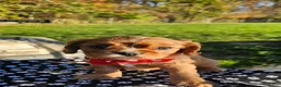 Cavalier King Charles Spaniel dogs for sale: ♥️LITTLE COOPER♥️ - Ad 3