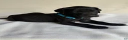 Great Dane dogs for sale: Angus- light blue - Ad 3