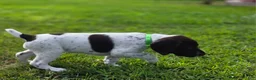 German Shorthaired Pointer dogs for sale: German Shorthaired Pointer ( green collar ) - Ad 4
