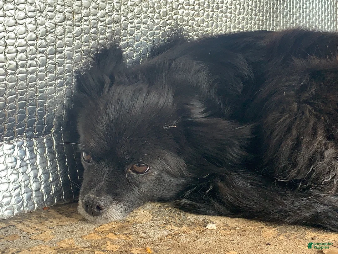 Mixed Breed dogs for sale: Boston - Ad 2
